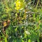 Rhinanthus glacialis habit picture by Jani Zadrgal (cc-by-sa)