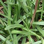 Armeria alpina leaf picture by Louise Fulchiron (cc-by-sa)