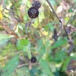 Rudbeckia fulgida fruit picture by alecto (cc-by-sa)