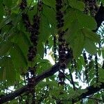 Pterocarya fraxinifolia fruit picture by Franck Schneider (cc-by-sa)