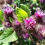 Arctium nemorosum flower picture by Jean-Marc CORNILLOU (cc-by-sa)