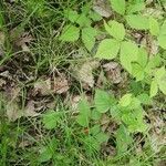 Rubus pubescens habit picture by Rin Amorette (cc-by-sa)