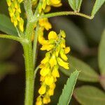 Melilotus sulcatus flower picture by Martin Bishop (cc-by-sa)