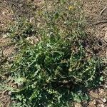 Launaea nudicaulis habit picture by Rina Jeger (cc-by-sa)