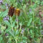 Trifolium spadiceum flower picture by Françoise Peyrissat (cc-by-sa)