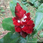 Costus scaber flower picture by Víquez Carazo Manuel (cc-by-sa)