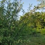 Salix hastata habit picture by guer so (cc-by-sa)