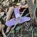 Pleione praecox flower picture by phuentsho (cc-by-sa)