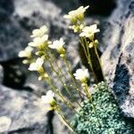 Saxifraga caesia flower picture by Erich🦅 Ju (cc-by-sa)