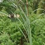 Typha angustifolia habit picture by Jean-René Girardeau (cc-by-sa)