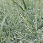 Panicum virgatum flower picture by benoit doury (cc-by-sa)