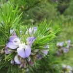 Psoralea pinnata flower picture by that's someguy (cc-by-sa)