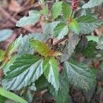 Acalypha multicaulis leaf picture by Trap Hers (cc-by-sa)