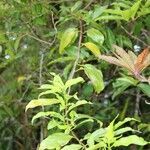 Mussaenda arcuata habit picture by J. Champ (cc-by-sa)