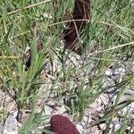 Cynomorium coccineum habit picture by Sergio costantini (cc-by-sa)