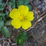 Potentilla aurea flower picture by josh (cc-by-sa)