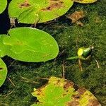 Nuphar lutea fruit picture by S G (cc-by-sa)