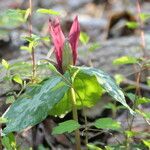 Trillium cuneatum flower picture by Maarten Vanhove (cc-by-sa)