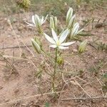 Ornithogalum gussonei habit picture by Sinan Avcı (cc-by-sa)