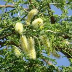 Faidherbia albida flower picture by Maarten Vanhove (cc-by-sa)