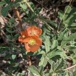 Sphaeralcea coccinea flower picture by Eylisia (cc-by-sa)