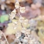 Teucrium scorodonia fruit picture by christophe gorla (cc-by-sa)