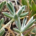 Lupinus conicus leaf picture by Fabien Anthelme (cc-by-sa)