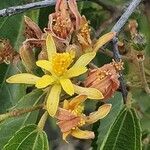 Grewia trichocarpa flower picture by susan brown (cc-by-sa)