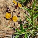 Aneilema johnstonii flower picture by susan brown (cc-by-sa)