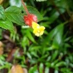 Crantzia cristata flower picture by Pierre FRANCOIS (cc-by-sa)