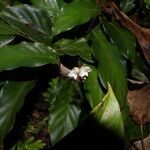 Goeppertia micans flower picture by Nelson Zamora Villalobos (cc-by-nc)