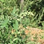 Chenopodium album flower picture by Alaux Arex (cc-by-sa)