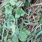 Ranunculus lanuginosus habit picture by Joseph Dupont (cc-by-sa)