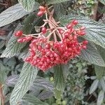 Viburnum rhytidophyllum fruit picture by Herbert Schauer (cc-by-sa)