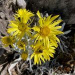 Senecio niveoaureus flower picture by Fabien Anthelme (cc-by-sa)