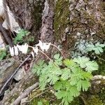 Dicentra cucullaria flower picture by Pericles Nacionales (cc-by-sa)