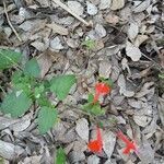 Salvia coccinea buc'hoz ex leaf picture by William Wattles (cc-by-sa)