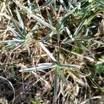 Dianthus caryophyllus leaf picture by Zdena permafarmapollak (cc-by-sa)