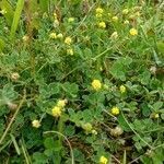 Medicago lupulina habit picture by Pierre LEON (cc-by-sa)