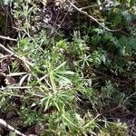 Galium verrucosum habit picture by Corinne SAUTEREAU (cc-by-sa)