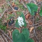 Maianthemum bifolium flower picture by Torsten M (cc-by-sa)