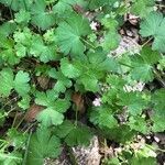 Geranium lucidum habit picture by Patrice Nodet (cc-by-sa)