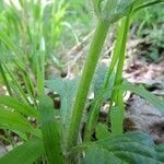 Ajuga orientalis leaf picture by arlas (cc-by-sa)