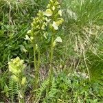 Pedicularis tuberosa habit picture by Pierre GUDEL (cc-by-sa)