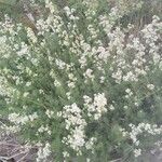 Galium lucidum habit picture by Fernandez Cusachs Marc (cc-by-sa)