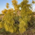 Parkinsonia aculeata habit picture by Arranz Álvaro (cc-by-sa)