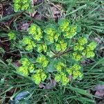 Euphorbia biumbellata leaf picture by mannaig de kersauson (cc-by-sa)