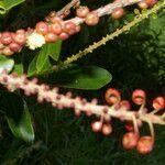 Sarcopera sessiliflora fruit picture by Nelson Zamora Villalobos (cc-by-nc)