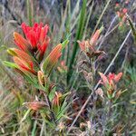 Castilleja fissifolia flower picture by Fabien Anthelme (cc-by-sa)