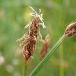 Eleocharis palustris fruit picture by Yoan MARTIN (cc-by-sa)